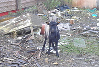 Kara za znęcanie się nad zwierzętami