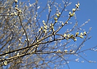 Karmi, leczy, cieszy oko (Opowieści z lasu, odc. 246)