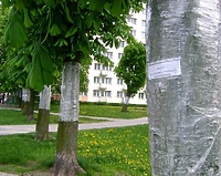 Kasztany pod ochronną folią