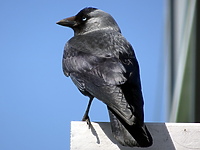 Kawkami rządzą panie (Opowieści z lasu, odc. 208)