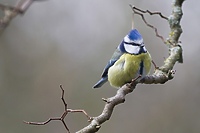 Kolorowy ptak o bojowym usposobieniu (Opowieści z lasu, odc. 166)