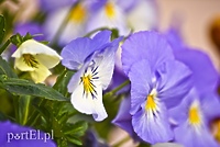 Konkurs. Piękne bratki na balkon i do ogrodu