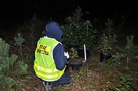 Konopie na Mierzei Wiślanej