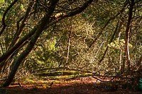 Z okazji święta: Na zdrowie! (Opowieści z lasu, odc. 300)