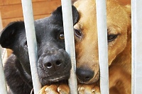 Cenna opinia ws. hałasu