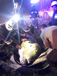 Krowa wpadła do rzeki