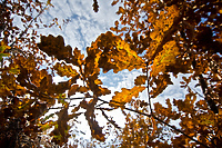 Las jak ogród (Do lasu z portElem, odc. 5)