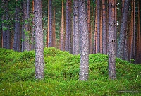 Las w obiektywie Ryszarda Siwca