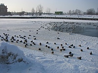 Latem dokarmiane, zimą skazane na głód!