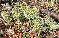 Pachnie brzydko, wygląda dobrze  (Opowieści z lasu, odc. 213)