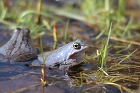Leśne romanse (Opowieści z lasu, odc. 257)