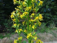 Ludziom pomaga, zwierzętom szkodzi (Opowieści z lasu, odc. 181)