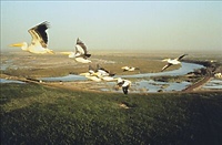 Makrokosmos - Podniebny taniec