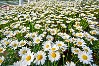 Im więcej zieleni, tym więcej szczęścia