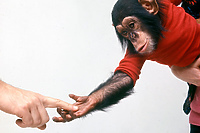 Kino Światowid: Projekt Nim