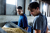 W Światowidzie Żniwa