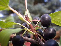 Farbuje i czyści (Opowieści z lasu, odc. 234)