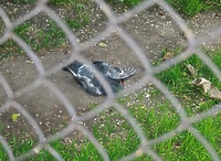 Strzelał z wiatrówki do gołębi