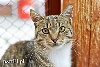 Nie porzucajmy zwierząt, one nie przenoszą koronawirusa!