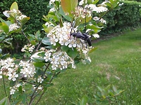 Mniejszy "kuzyn" dębosza (Opowieści z lasu, odc. 180)