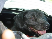 Murzynek zamieszkał w Warszawie