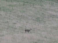 Myśliwi w lasach, na polach i... w szkołach - posłuchaj