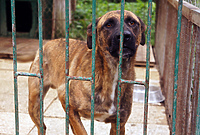 Porzucone i bez domu