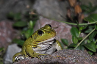 Uwaga! Żaba na drodze!