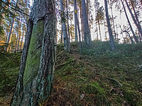 Królewskie i leśne dary (Opowieści z lasu, odc. 251)