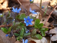 O przyrodzie warto pisać, warto ją fotografować