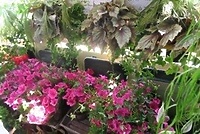 Najpiękniejszy balkon