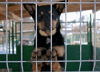 Lato na czterech łapach