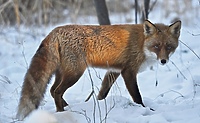 Natura w obiektywie Marcina Gałęziewskiego