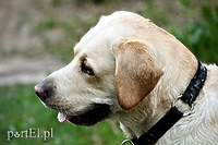 Niby oddam, ale sprzedam