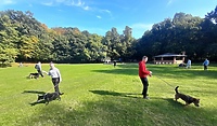 Nie ma złej pogody na spacer z psem ze schroniska