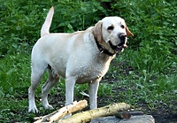 O „psiej” ustawie