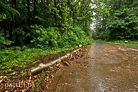 Wywozili drewno z lasu, bo... je kupili