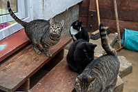 Oddaj elektryczne śmieci i pomóż zwierzętom