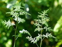 Odstrasza nazwą, przyciąga wyglądem (Opowieści z lasu, odc. 224)