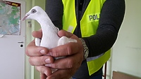Odzyskali skradzione gołębie i zatrzymali sprawcę