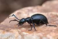 Pasażer na gapę (Opowieści z lasu, odc.219)