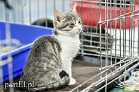 One też chcą mieć własny dom