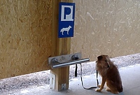 Parking dla psów