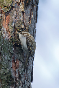 Pełznie, by się najeść, choć latać też potrafi (Opowieści z lasu, odc. 206)