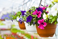 Ozdabiają, pachną i... odstraszają komary