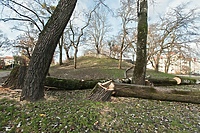 Petycja o wycinkach trafi do prezydenta