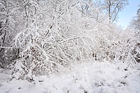 Piękna, zimna, niebezpieczna (Opowieści z lasu, odc. 253)