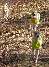 Pies najlepszym przyjacielem człowieka...