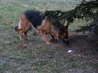 Pies - przyjaciel czy wróg?