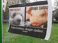 Plakatowa akcja miłośnika zwierząt